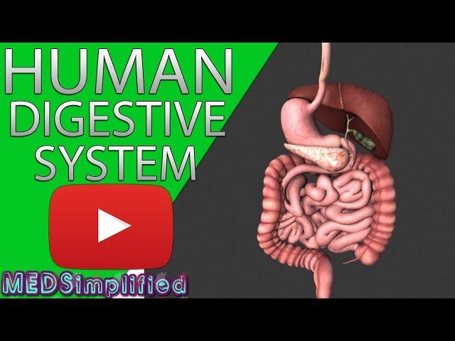 HUMAN DIGESTIVE SYSTEM Made Easy- Gastrointestinal System