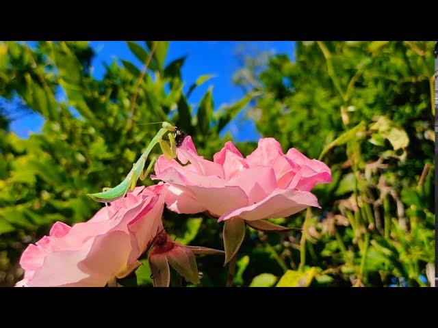 L6 Giant Malaysian Mantis Eating Fly