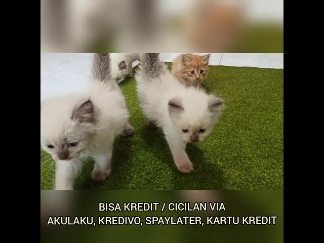 Anakan Kucing Ras Himalaya dan Persia Gembul - Jual Kitten Surabaya Kediri