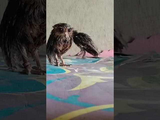 burung hantu abis mandi sore mau nganjang 