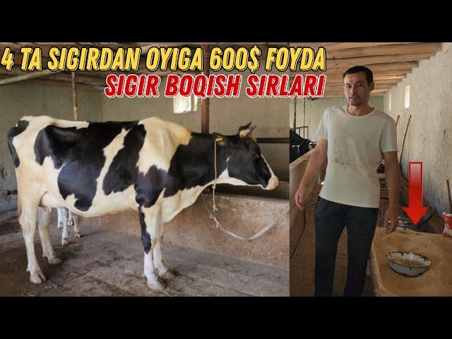 Sigir Boqish Biznesi 600$dan $1000 Gacha Foyda Oyiga  Uzoq Kutilgan Video