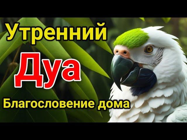 утренний дуа. дуа каждое утро