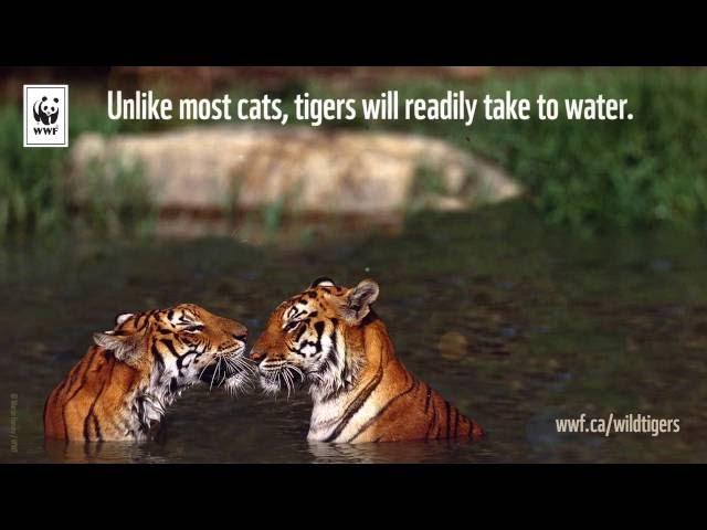 Amazing tiger facts