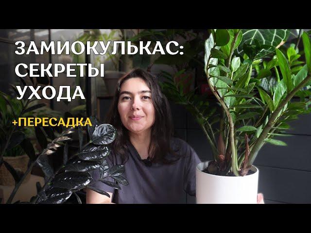 Пересадка ЗАМИОКУЛЬКАСОВ | как ВЫРАСТИТЬ БОЛЬШОЙ замиокулькас | ГРУНТ, ПОЛИВ и другие тонкости🪴