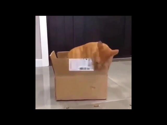 funny cat eats cardboard box