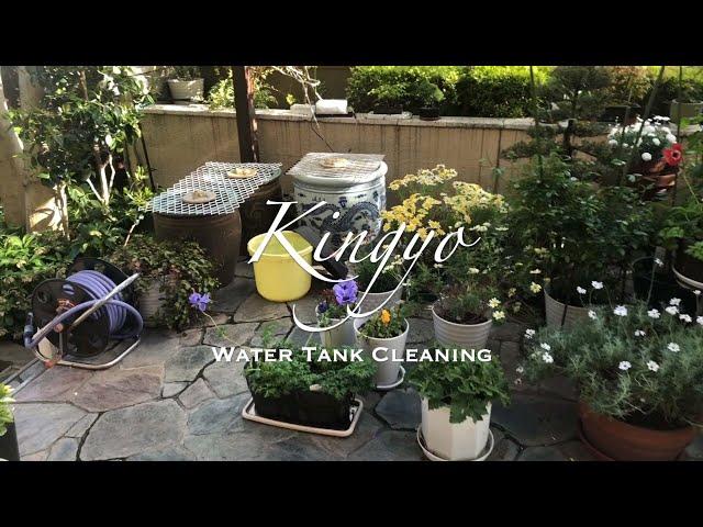 Kingyo (Gold fish) Water Tank Cleaning | JAPAN Forward