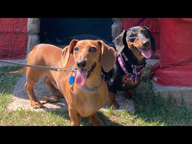 A day in the life of two miniature dachshund puppies