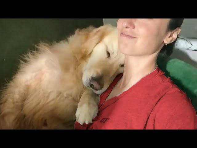 50 Sweetest moments dogs teach us what true and unconditional love is️