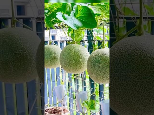 Method, I Created A Dream Melon Garden On The Balcony, No Need For A Garden, With Lots Of Fruit