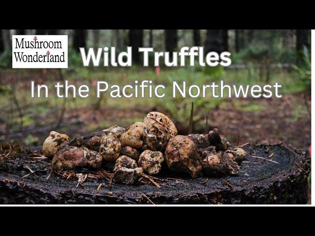 Pacific Northwest Truffle Hunting! December Whites and Blacks