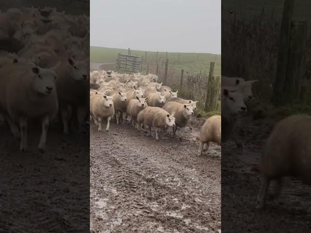 Greatest Sheep Dog Ever! Ozzy Man Quickies