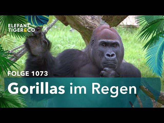 Es gibt solche und solche Tage! (Folge 1073) | Elefant, Tiger & Co. | ARD