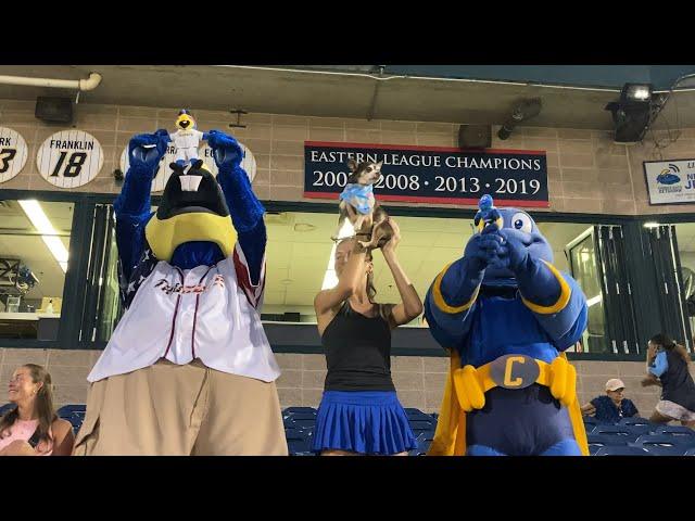 Simba Cam with the mascots! #baseball #trentonthunder #mascots #simbacam