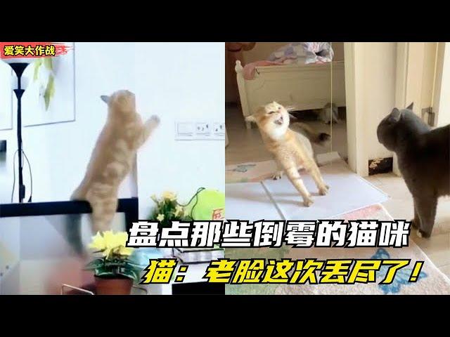 爆笑盘点：那些倒霉的猫咪，猫咪能有多倒霉？一不小心就出糗！