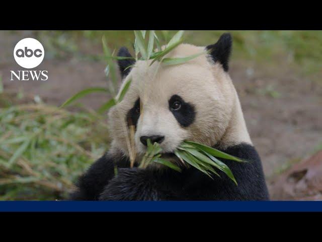 Giant pandas become newest members of the San Diego Zoo