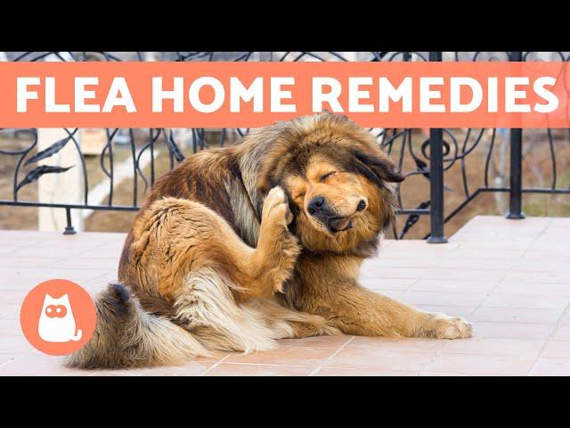 6 HOME REMEDIES for KILLING FLEAS on DOGS  Do They Work?