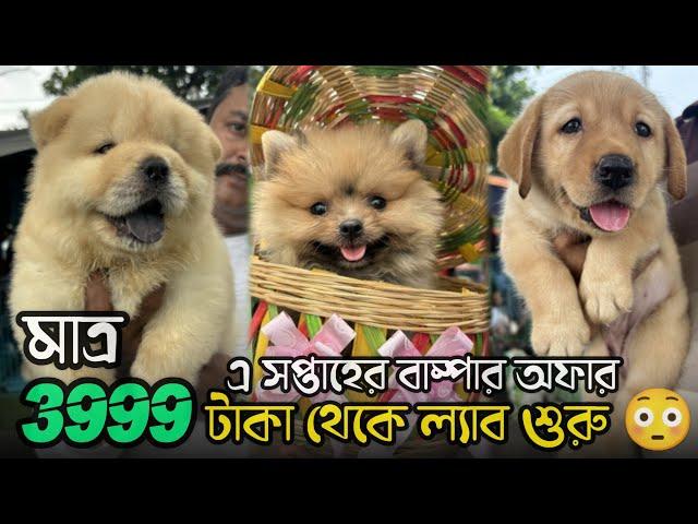 3999 টাকায় ল্যাব | Serampore Pet Market | Recent Dog Puppy Price Update | Serampore Dog Market