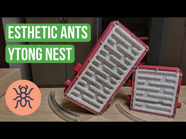 Ant Nest Review: Esthetic Ants Ytong Nest | BRUMA Ants