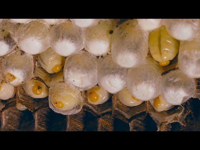 The Extraordinary Life Cycle of a Hornet Colony