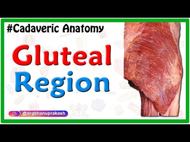 Gluteal region - Cadaveric Anatomy