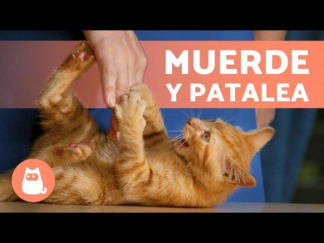 Mi GATO me MUERDE y da PATADAS  (Causas y Qué hacer)