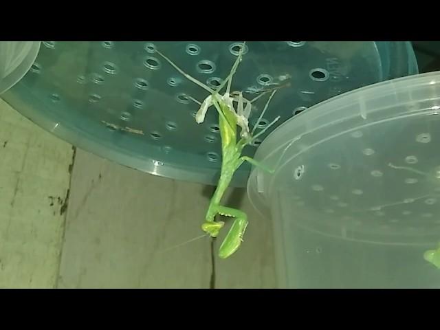 THIS IS HOW PRAYING MANTIS' MOLTS!!