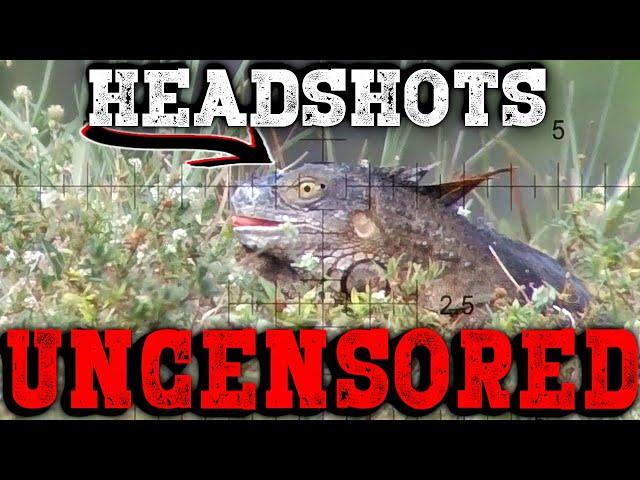 UNCENS0RED Headshots | Iguana Pest Control