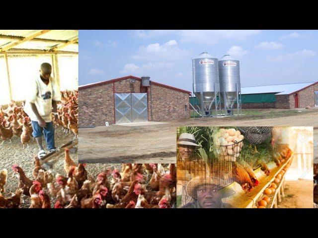 How I Built Poultry House for 1000 birds -How to start poultry farm step by step: the structures