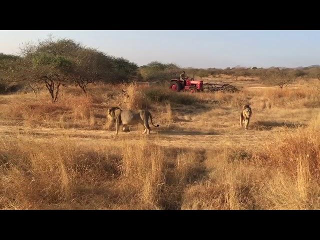 Amazing lions (gir national park sasan gir forest Gujarat)