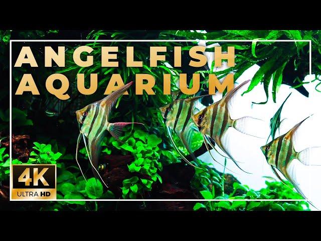 A Stunning 650-liter Angelfish Planted Aquarium | 4K Cinematic