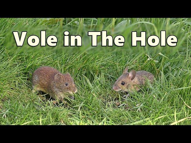 Videos for Cats to Watch Voles in Holes ~ Vole in The Hole