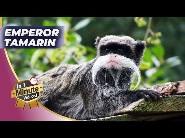 Emperor Tamarin Baby -  Unique Pet Culture Facts!