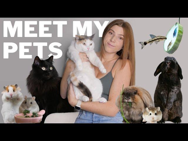 Meet All My Pets! 