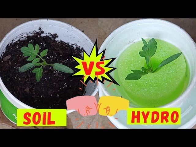 EXPERIMENT : 25 Days Tomato Plant Growth Comparison SOIL VS HYDROPONIC | Hydroponics For Beginners