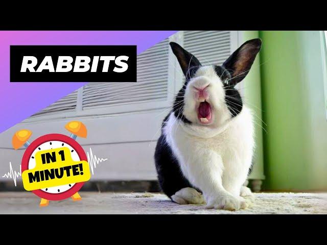 Rabbit  Your Perfect Pet Pal! | 1 Minute Animals