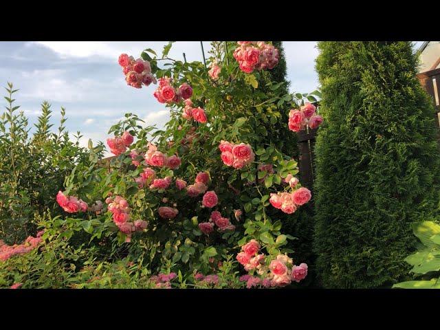 Плетистые розы : Розариум Ютерсен, Парад, Жасмина, Пьер де Ронсар. Как цветут , как зимуют. Обзор.