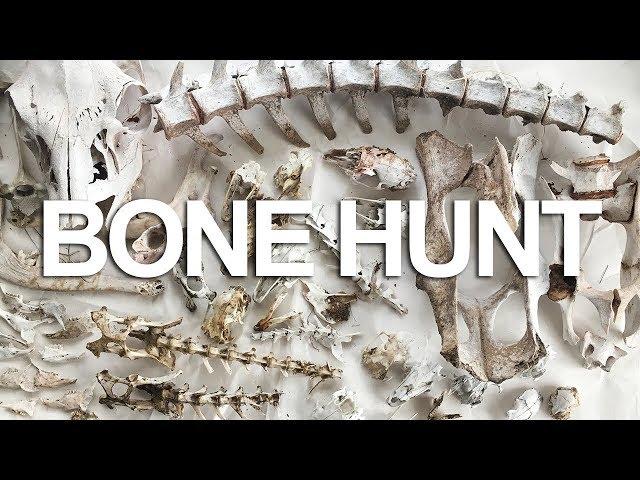 Hunting for Bones in the Utah Desert