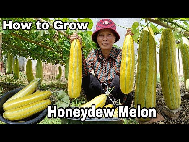 How to grow Honeydew Melon at Home / Easy way to Grow Honeydew Melon for Beginner at Home, NY SOKHOM