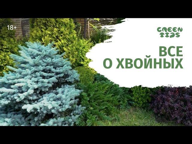 ХВОЙНЫЕ РАСТЕНИЯ В САДУ И ЛАНДШАФТНЫЕ КОМПОЗИЦИИ