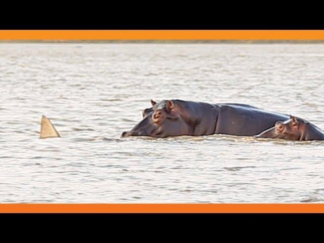 1 Bull Shark Swim-Off Against 10+ Hippos