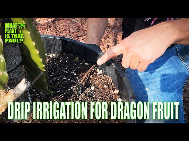 DRIP IRRIGATION FOR DRAGON FRUIT / SAVE WATER and KEEP YOUR PLANT HAPPY