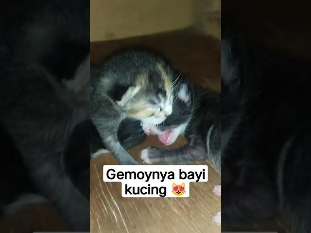 Gemoynya bayi bayi kucing  #shorts #kucing #cat #catlover #fyp