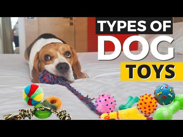 6 Types of Dog Toys and How to USE Them?