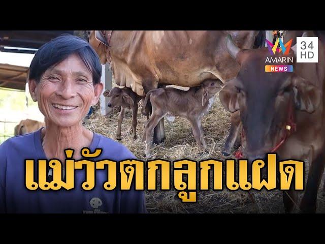 เจ้าของตื่นเต้น แม่วัวตกลูกแฝด ของขวัญคืนข้ามปี | ข่าวอรุณอมรินทร์ | 2/1/68