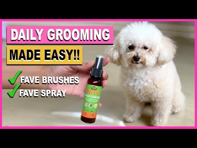 TOY POODLE GROOMING: Our Daily Brushing Routine| The Poodle Mom