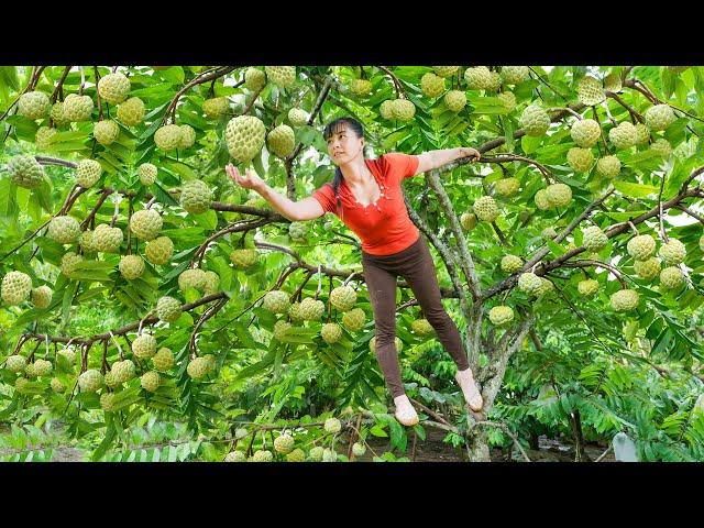 Harvesting Many Custard Apple Goes To Market Sell - Take Care Livestock | Free Bushcraft