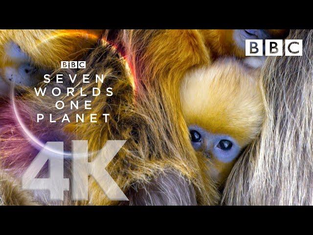 Seven Worlds, One Planet: Extended Trailer (ft Sia and Hans Zimmer) - BBC Earth