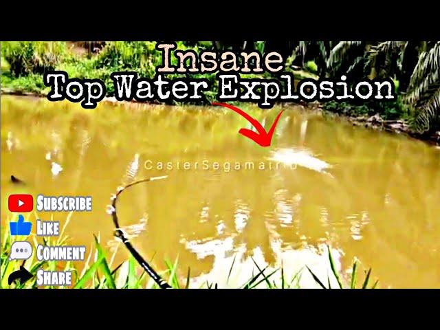 CRAZY TOP WATER EXPLOSIONS | Casting HAMPALA | Casting SEBARAU |