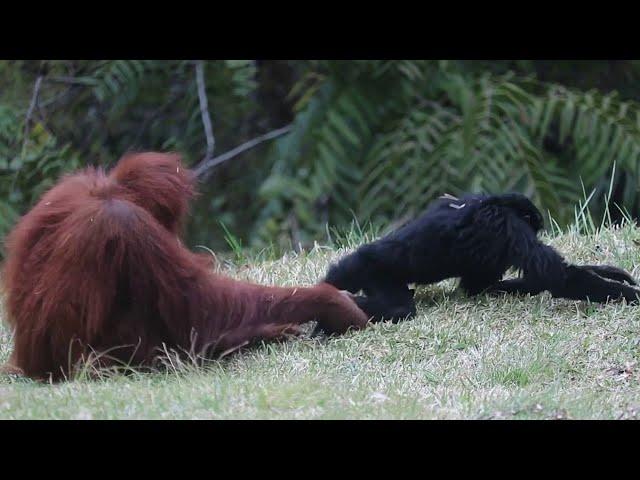 Rare Footage : Orangutan Playing With Siamangs Monkey