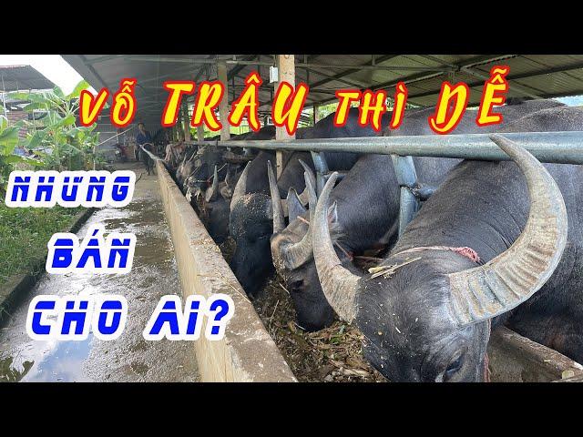 CHĂN NUÔI TRÂU VỖ BÉO TRONG THỜI BÃO GIÁ LIỆU CÓ KHẢ THI?